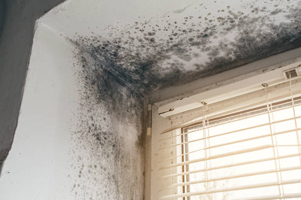 Affordable Commercial Mold Remediation solutions in Grantville, GA